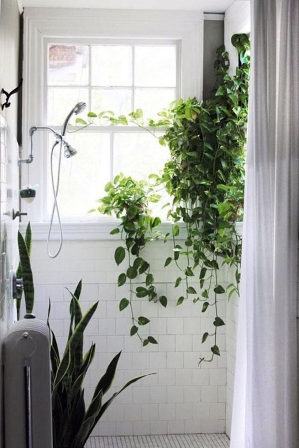plantas que gostam de umidade