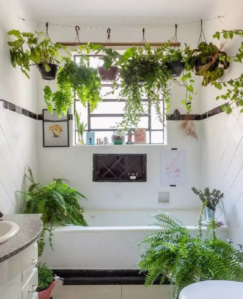 benefícios das plantas no banheiro