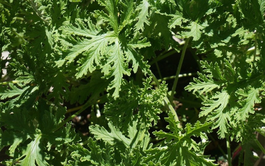 aromaterapia para afastar moscas