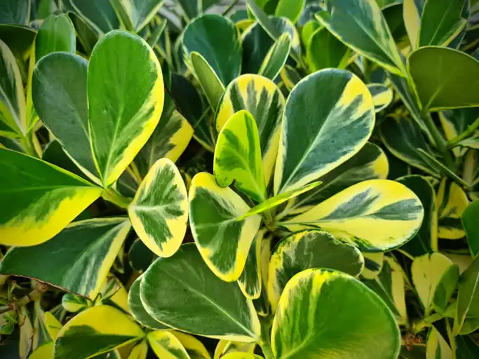 plantas de exterior para sol