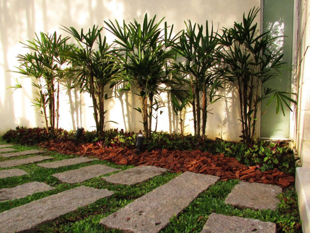 plantas para cobrir muro com pouca luz