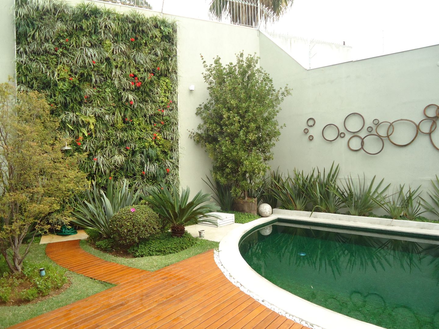 plantas que não danificam o muro
