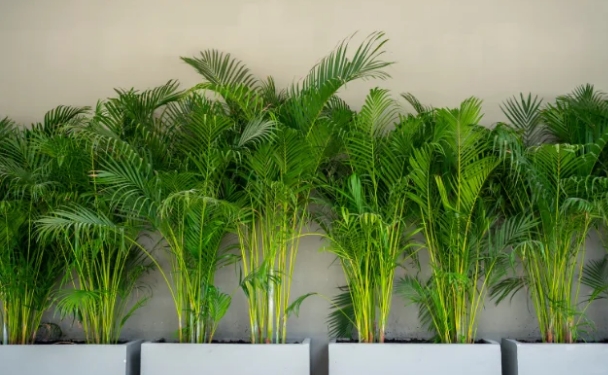 plantas de sombra para muro