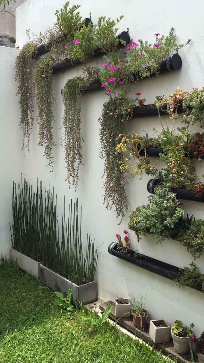 plantas para cobrir muro com pouca luz