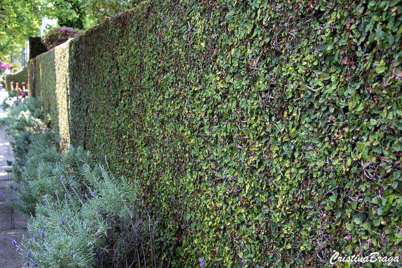 plantas que não danificam o muro