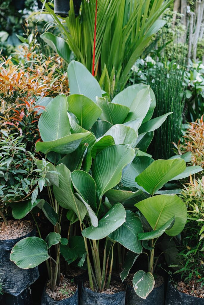 plantas de sombra para muro