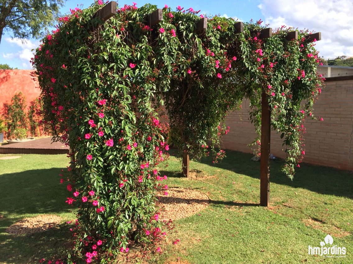 flores para pergolado ensolarado