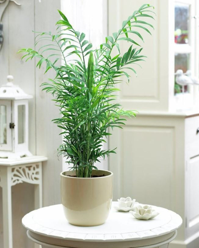 plantas para sala pequena apartamento