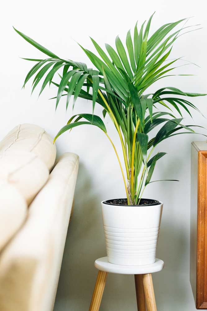 plantas seguras para pets apartamento
