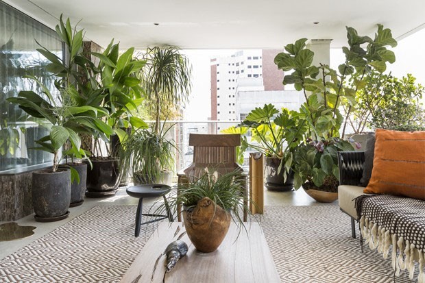 como escolher plantas para sala de apartamento