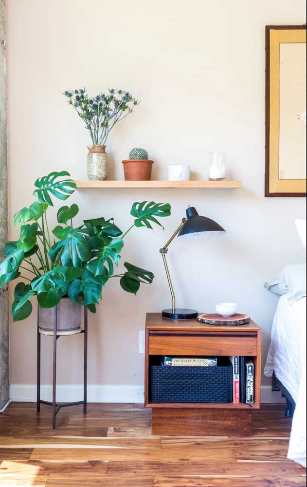 plantas de interior fáceis de cuidar