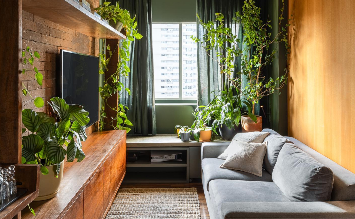 plantas para sala com pouca luz