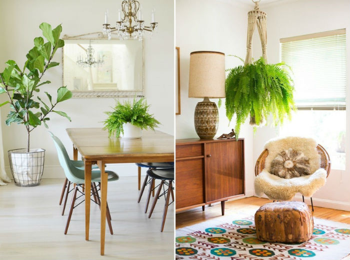 plantas pendentes para apartamento