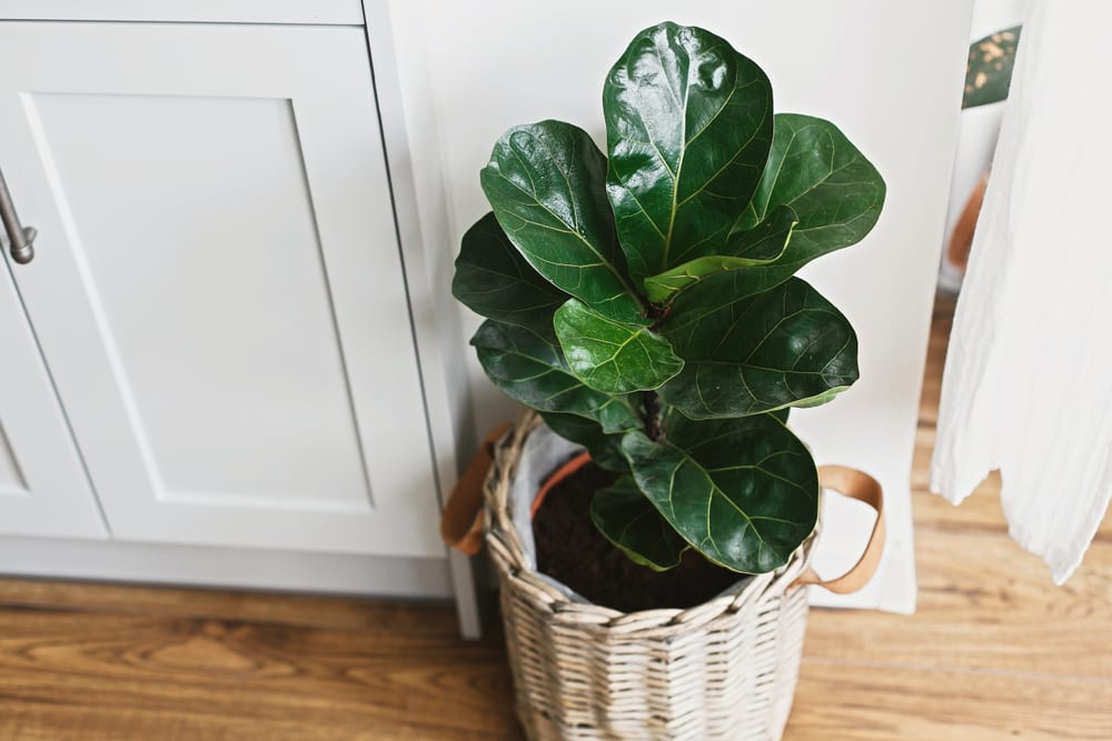 plantas seguras para pets apartamento