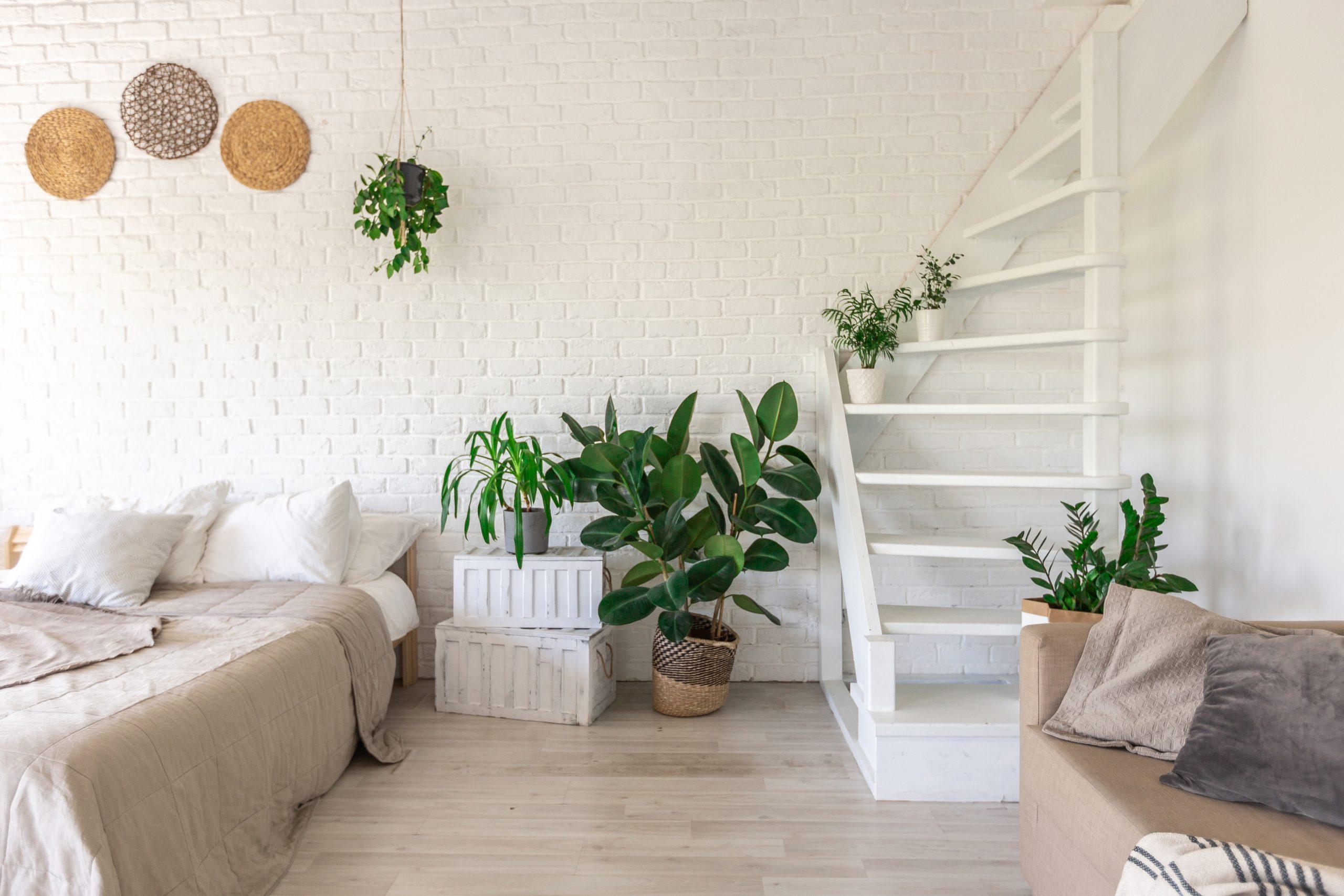 como escolher plantas para sala de apartamento