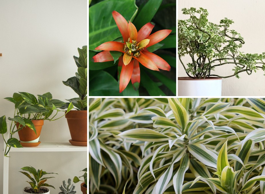 plantas para apartamento pequeno