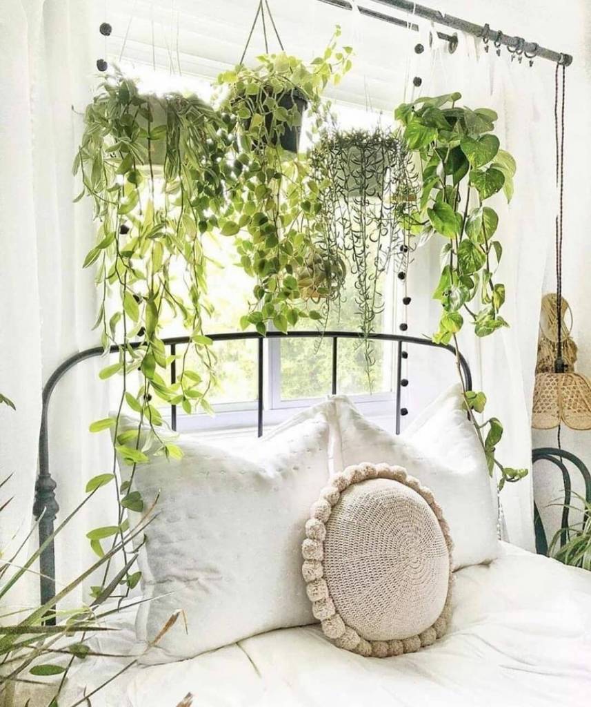 plantas que não precisam de sol para quarto