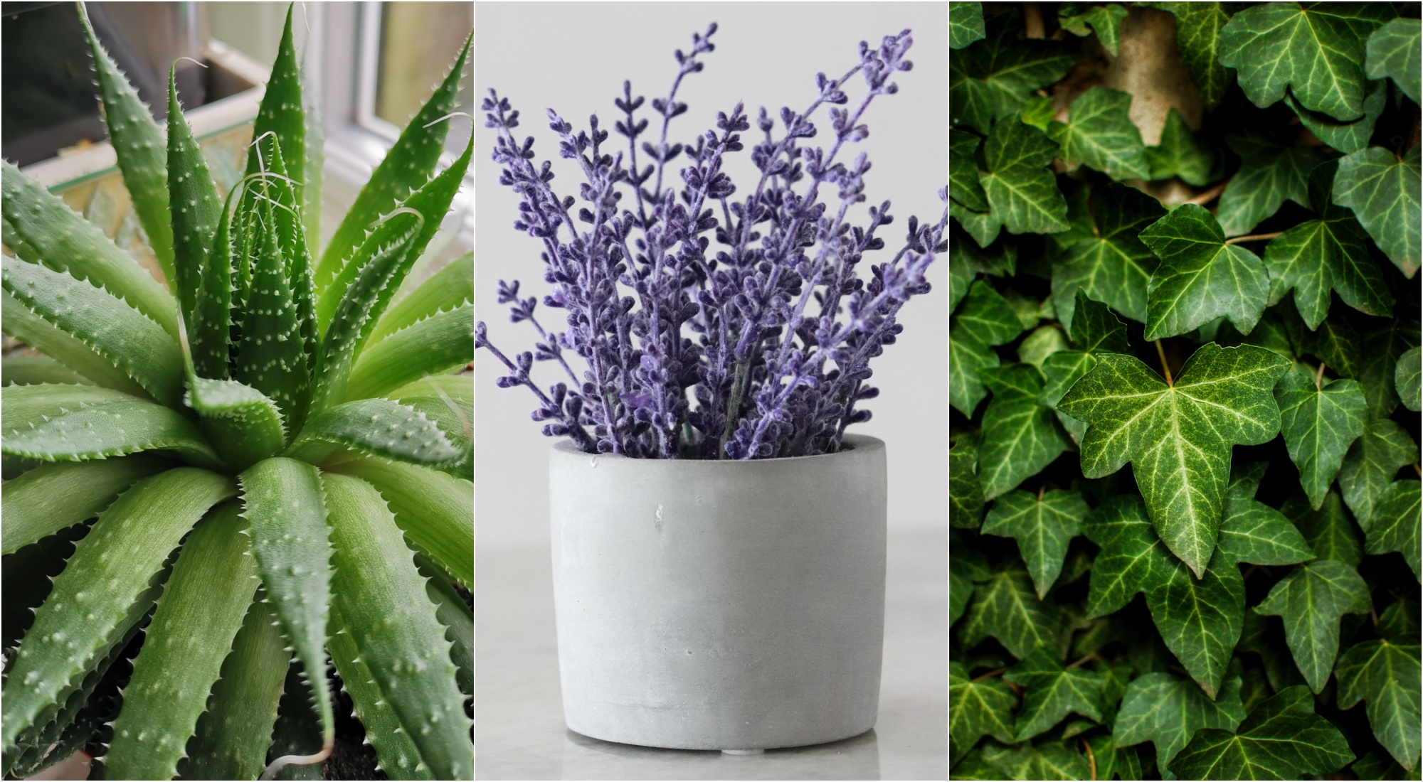 plantas que melhoram o sono