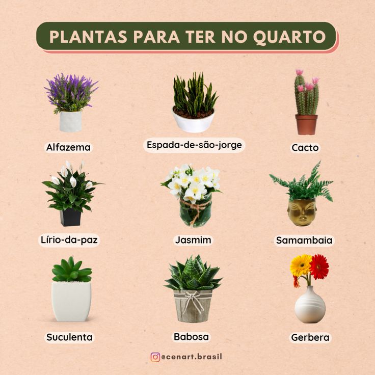 plantas purificadoras de ar para quarto