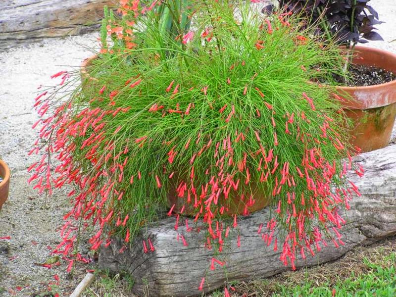 flores pendentes sol forte