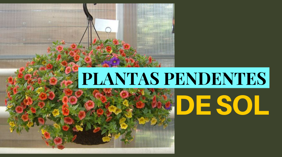 plantas resistentes a sol forte varanda