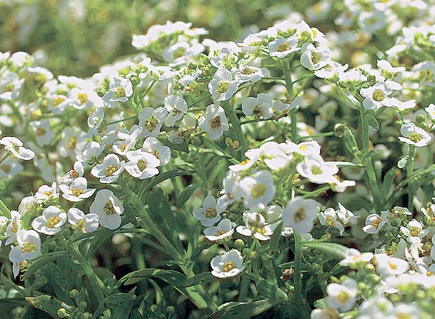 plantas aromáticas para quintal