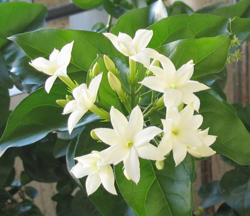 plantas aromáticas para quintal