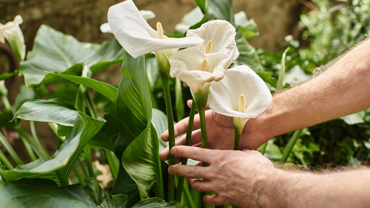 jardim perfumado