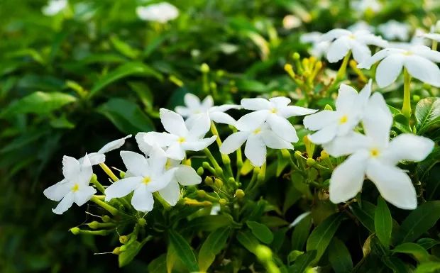 melhores plantas para perfumar o jardim