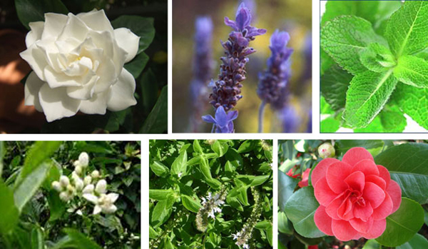 flores que perfumam à noite