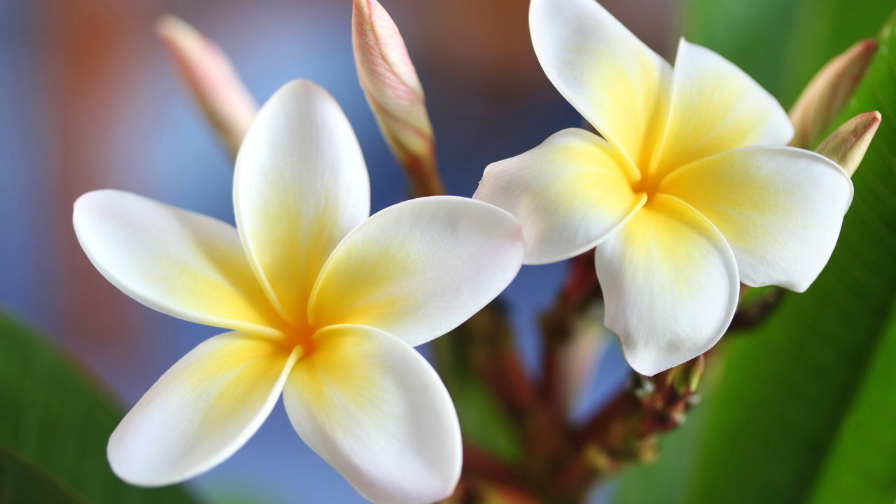 cultivo de plantas perfumadas