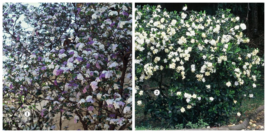 arbustos perfumados para jardim