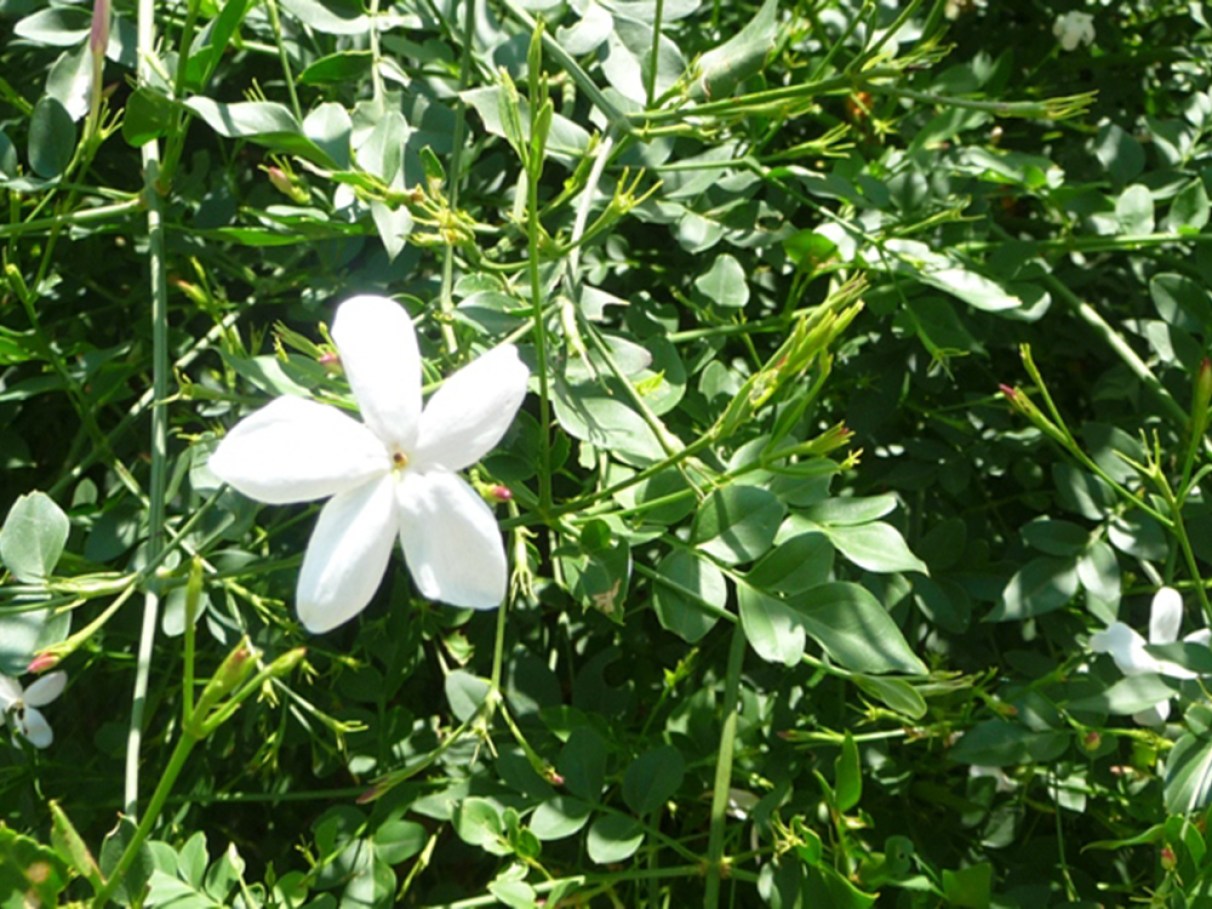 plantas aromáticas para quintal