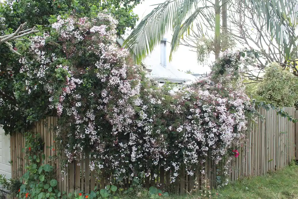 jardim perfumado