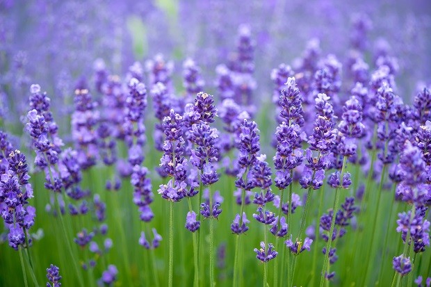 flores que perfumam à noite