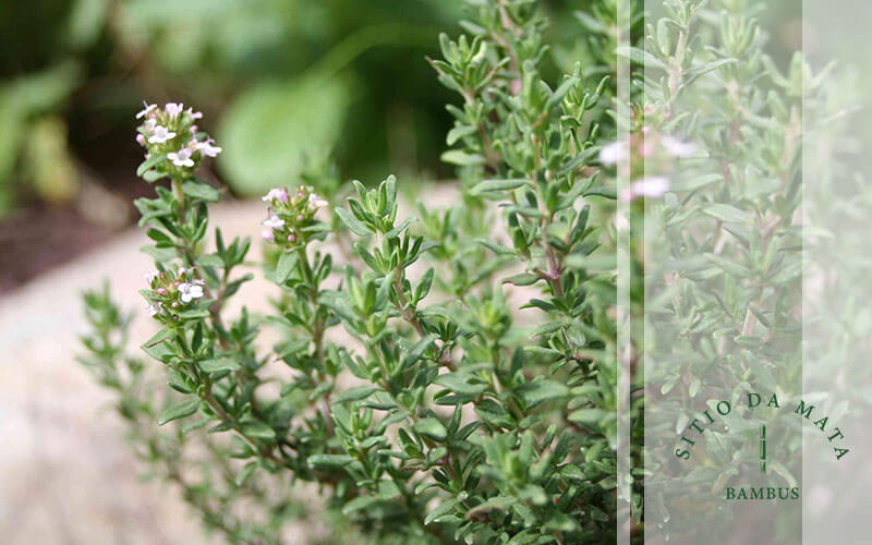plantas com cheiro bom para casa