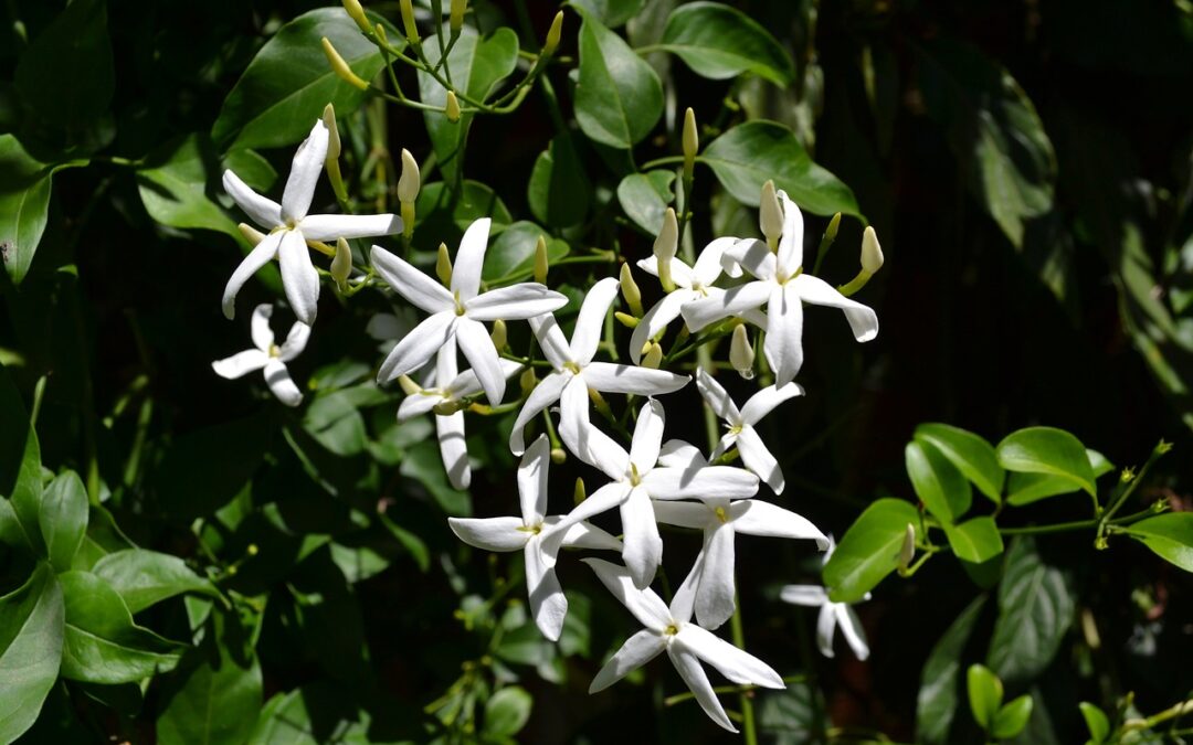 cultivo de plantas perfumadas
