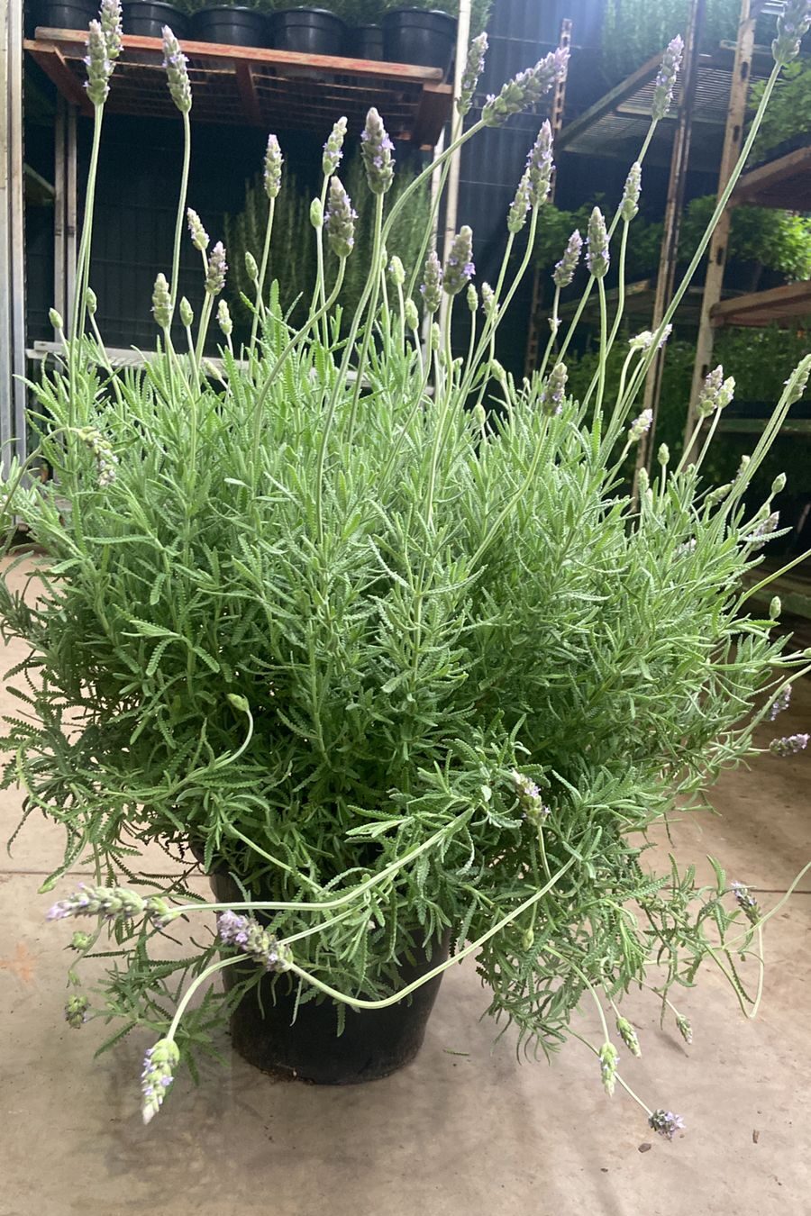 arbustos perfumados para jardim
