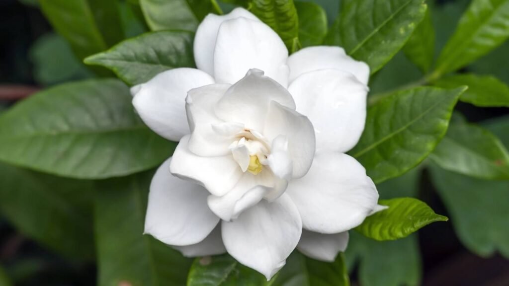 trepadeiras perfumadas