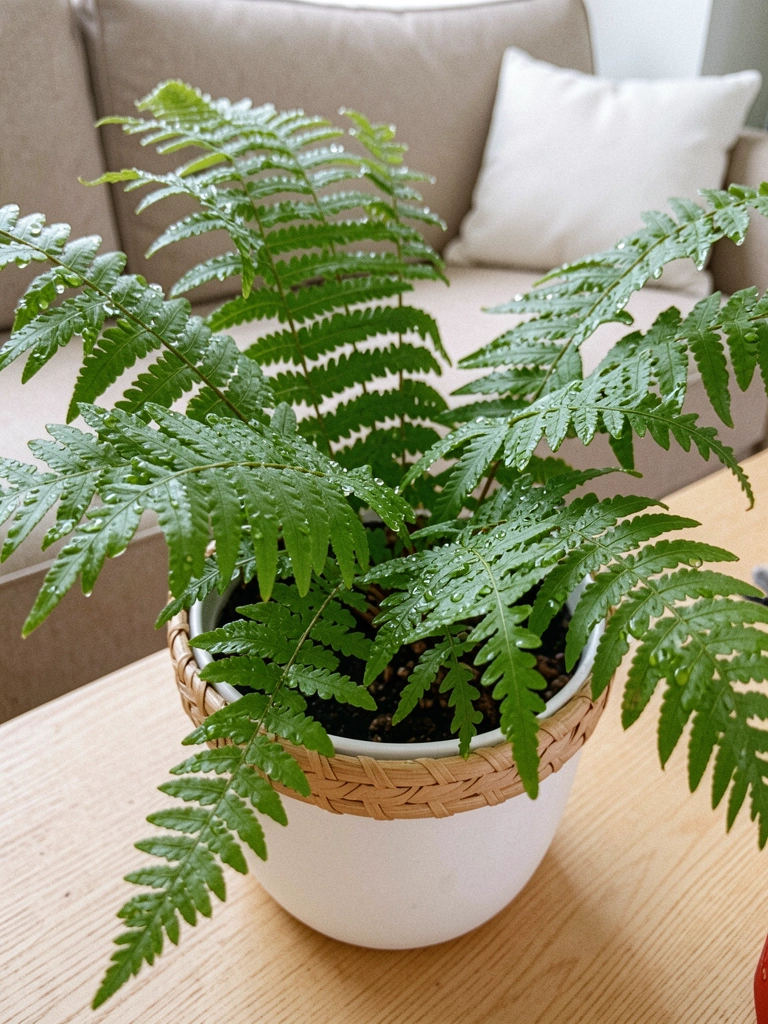 Folhas de samambaia com gotículas de água sobre superfície verde.