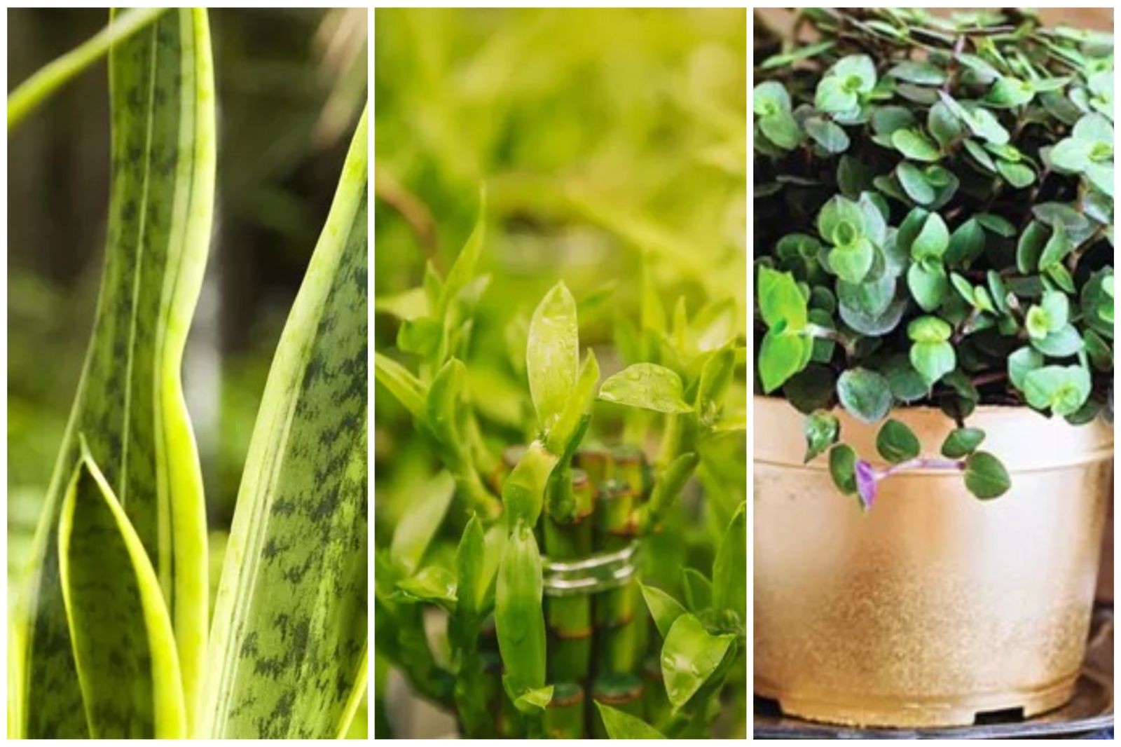 plantas que atraem prosperidade