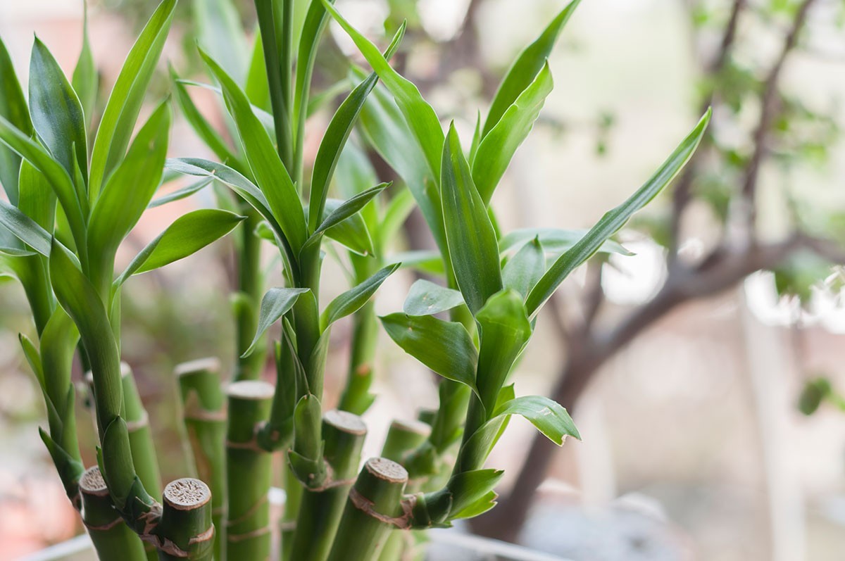 plantas que atraem prosperidade