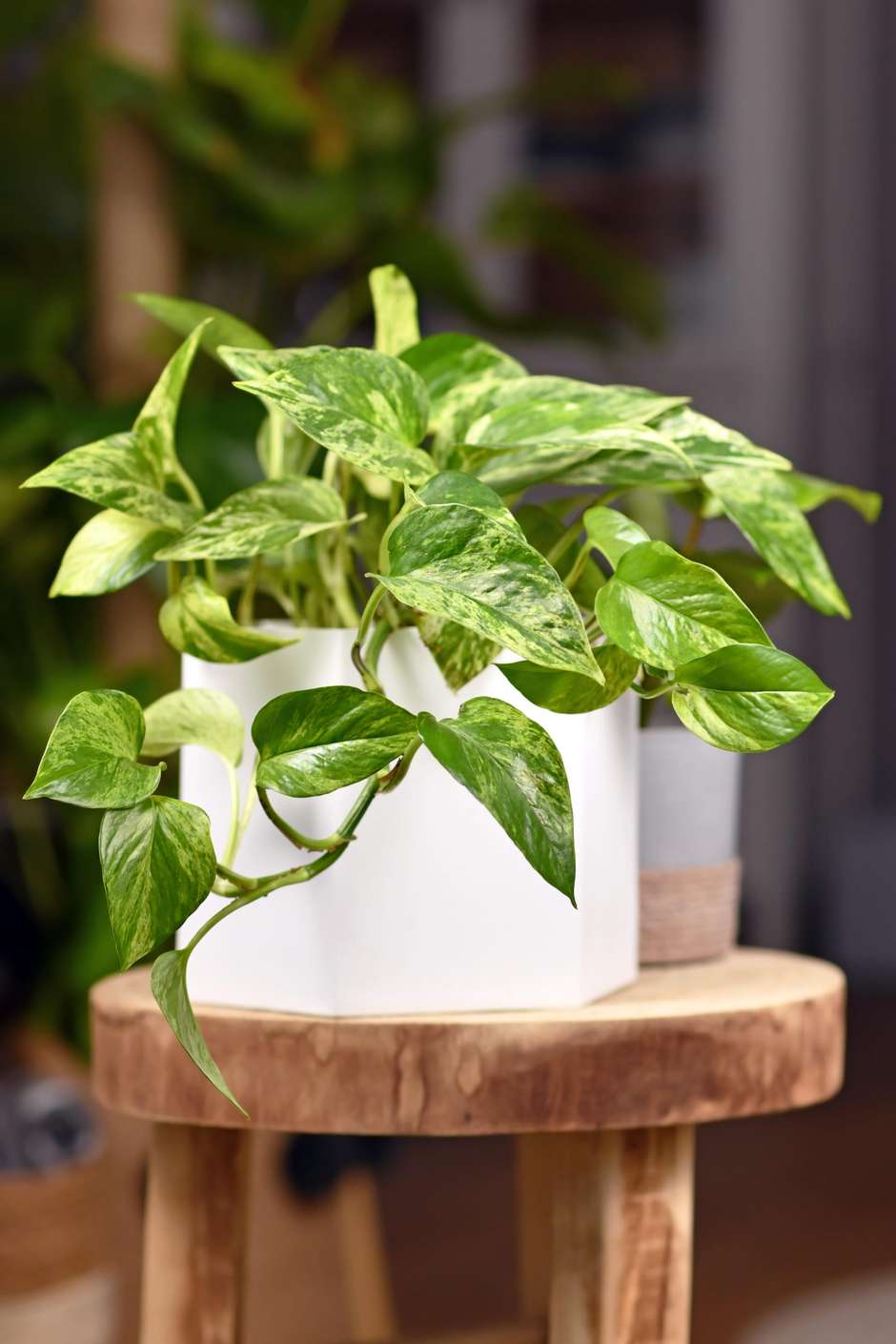 Feng Shui plantas financeiras