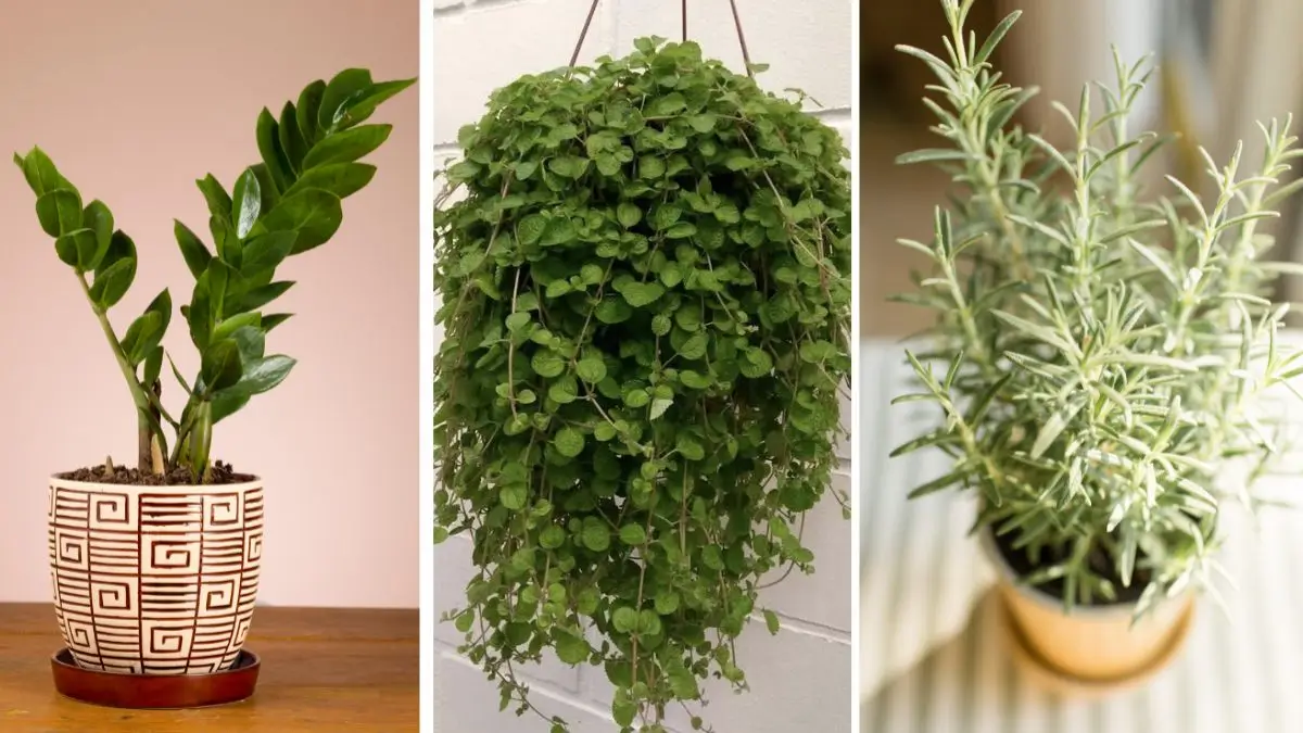 simbolismo de plantas e dinheiro