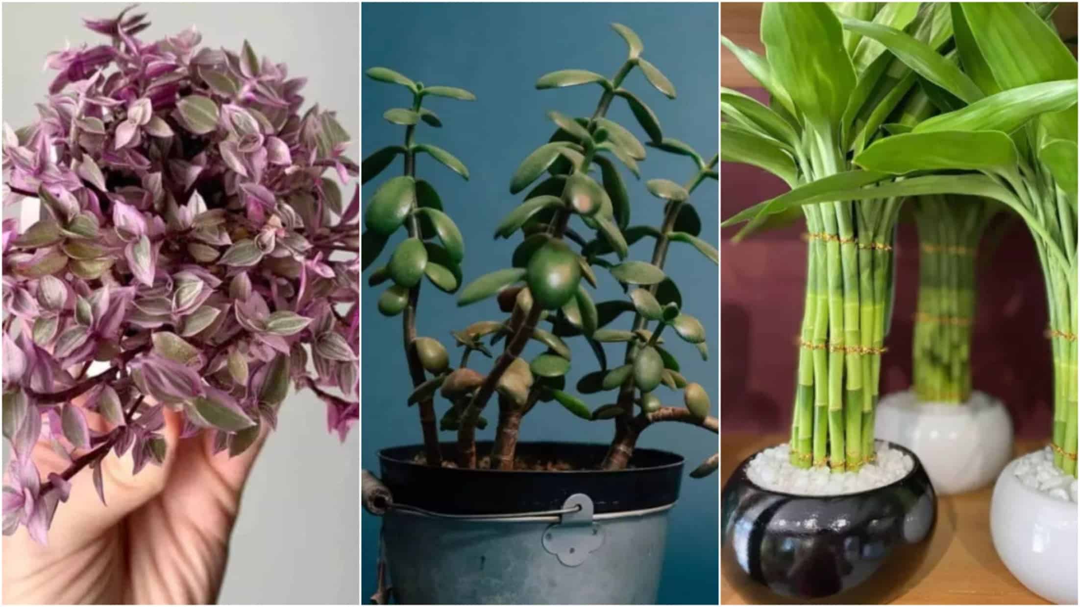 plantas para atrair boa sorte financeira