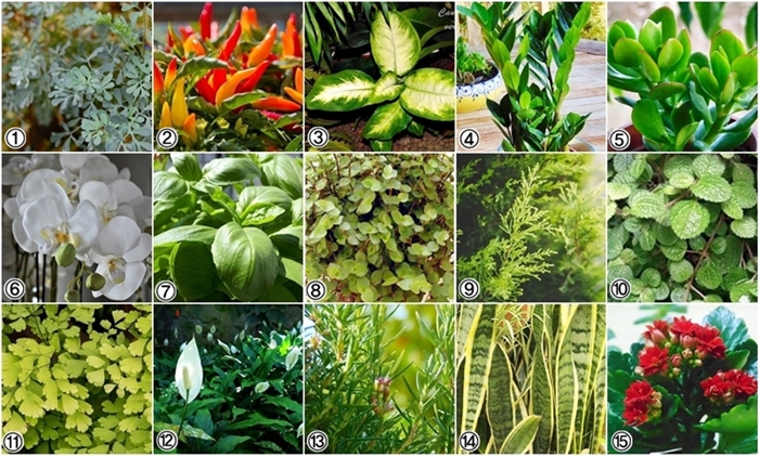 plantas de interior para prosperidade