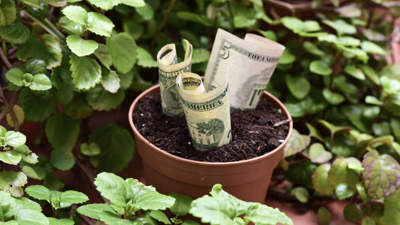 plantas que trazem dinheiro para casa