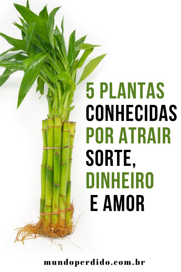 energia positiva com plantas
