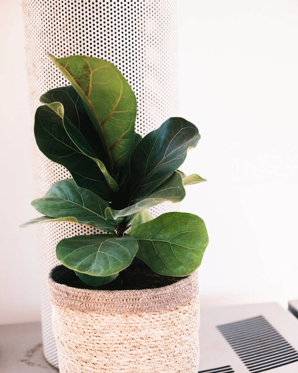plantas que atraem prosperidade