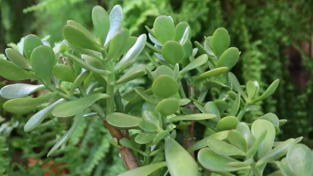 Feng Shui plantas financeiras